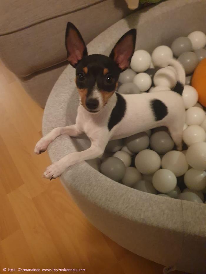 Pepsi pallomeressä!