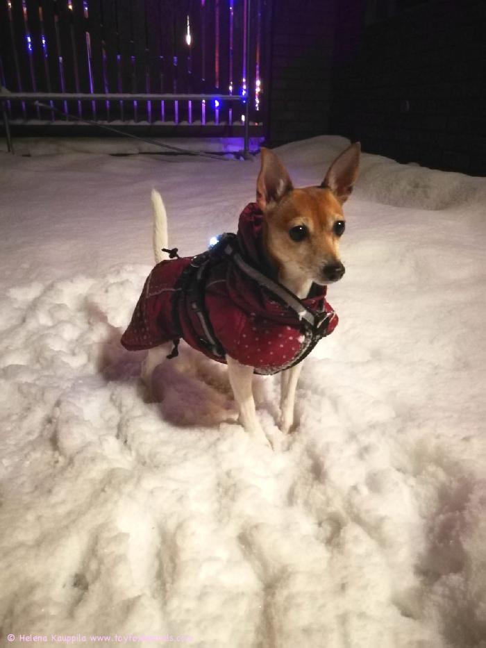 Elli perheineen toivottaa ihanaa joulua teidän poppoolle