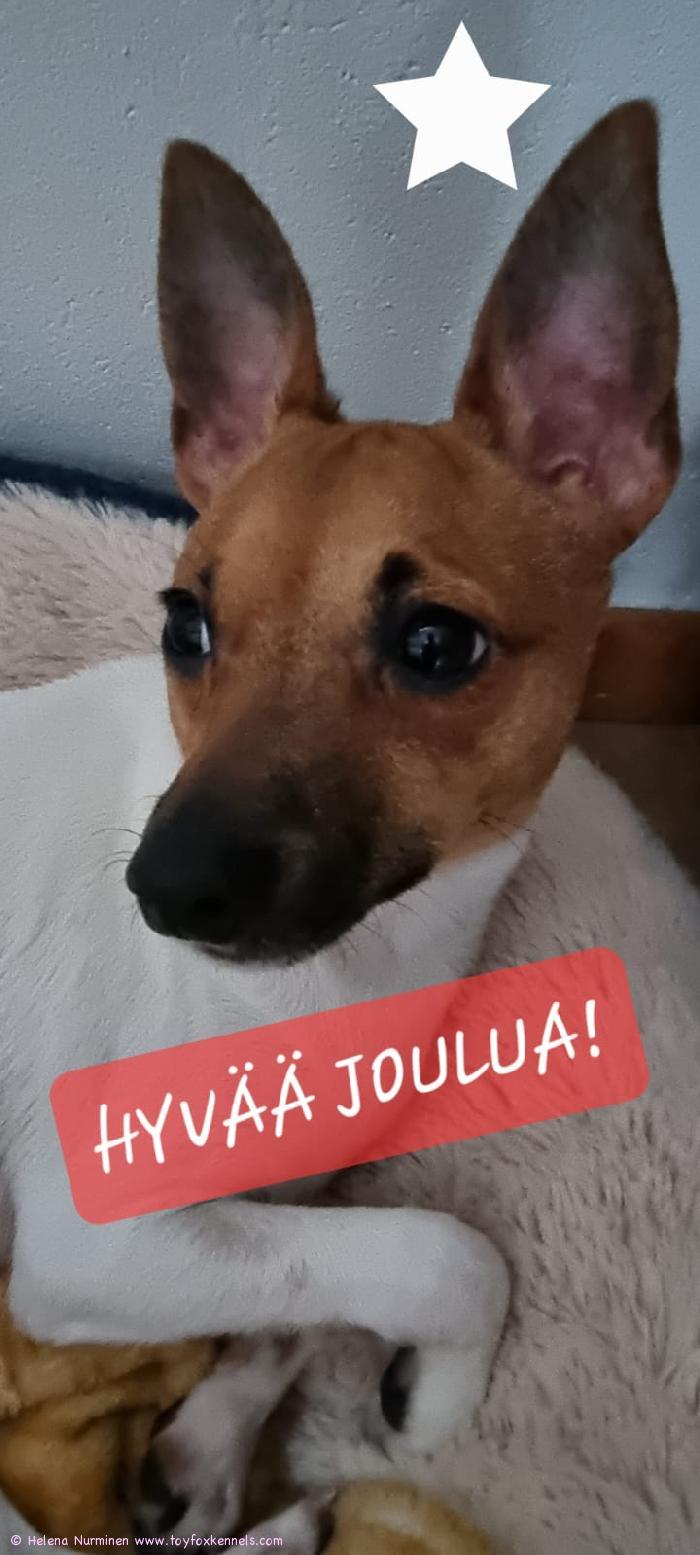 Toivoo Helena, Kari, Miru ja Aaro