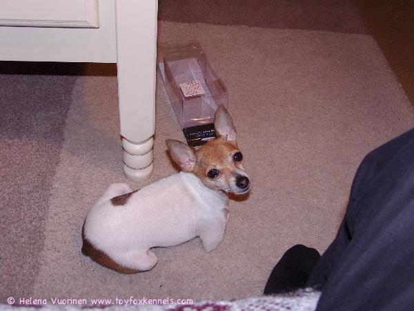 Brownie lähettää terveisiä kaikille !