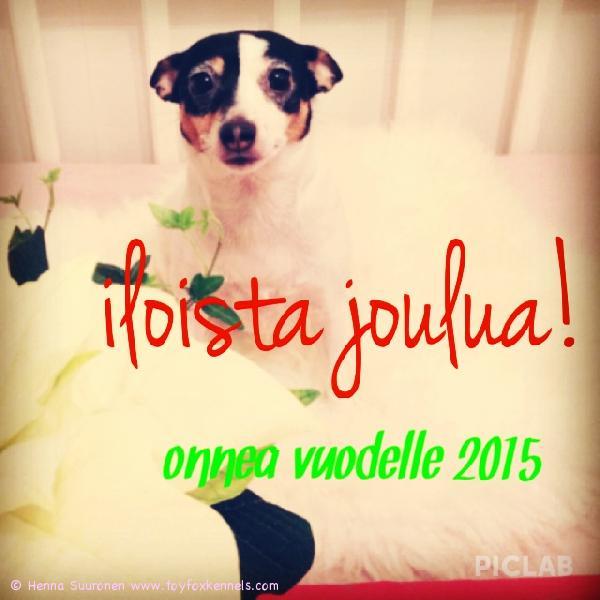 'PR' Dunkel's Darling aka Panda lähettää Jouluterveiset Turusta omistajansa Hennan kera!