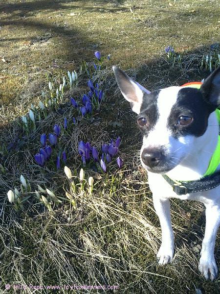 Omppu lähettää terkkuja keväisestä Kuopiosta!