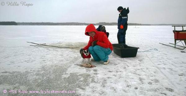 Kalastamassa Nilakka-järvellä Vesannolla 'PR' Dunkel's Olinda aka Omppu!