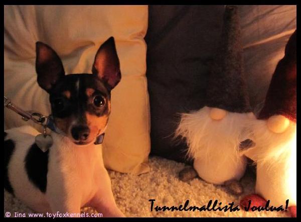 Tunnelmallista ja ihanaa Joulua Jonna ja Paul + kaikki koirat! Ja toivotaan iloisia tapahtumia vuodelle 2012! :)