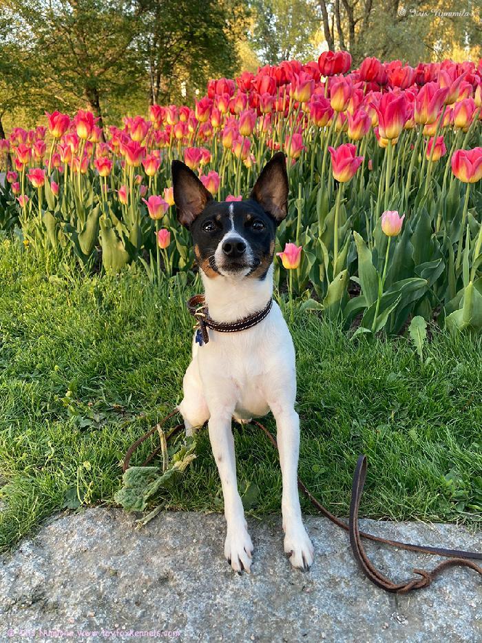 ‘PR‘ Dunkel‘s Nutmeg aka Nuutti alkukesän kukkatunnelmissa.