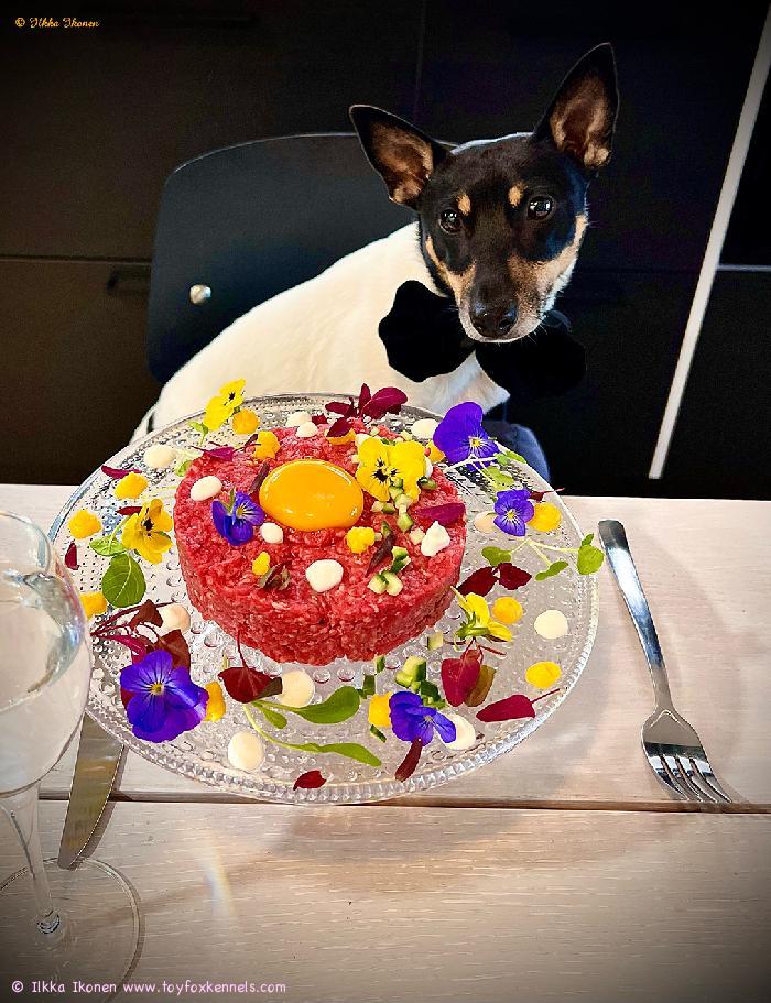 Komea ‘PR‘ Dunkel‘s Pietro aka Neo 1-vuotta ja syndekakkuna tartarpihvi!