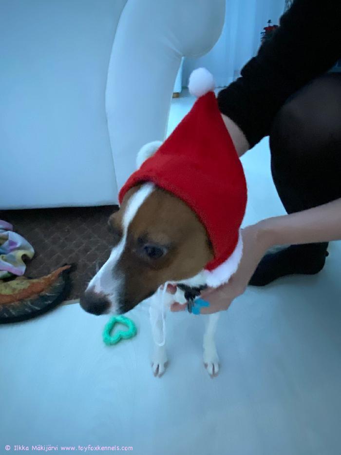 Hyvää Joulua! Toivottaa Milou ja Ilkka/Soile.