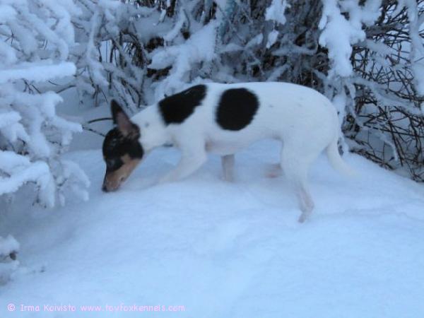 Pohjolan tomera työkoira Kerttu! Kasvattimme Kerttu on kunnostautunut keskellä pimeintä kaamosta, keskellä korkeiden nietosten - hiirijahdissa! 
Kerttu oli ulkona 