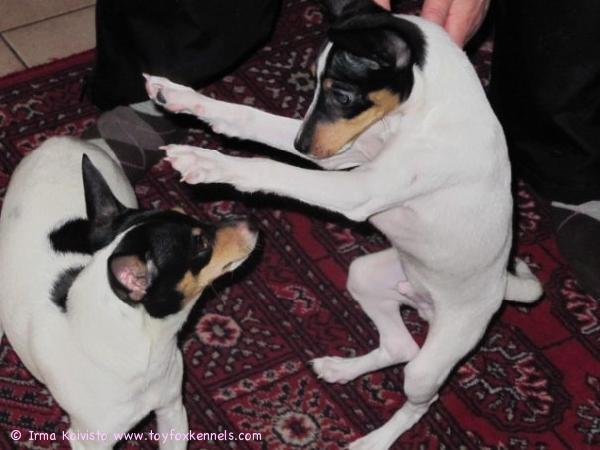 Kertulla kävi vieraita - Olli naapurista, eipä puuttunut vauhtia :)