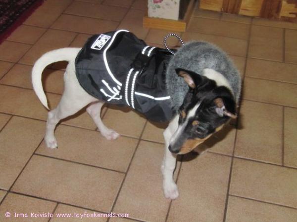 Olli talvitamineissa