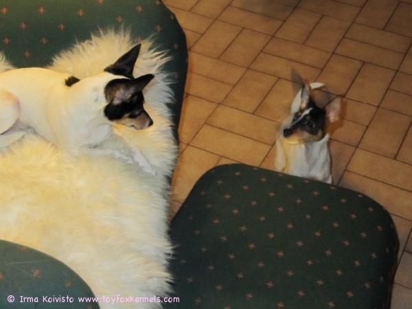 Olli ei vielä osannut hypätä tuolille, sieltä oli kiva Kerttua härnätä.