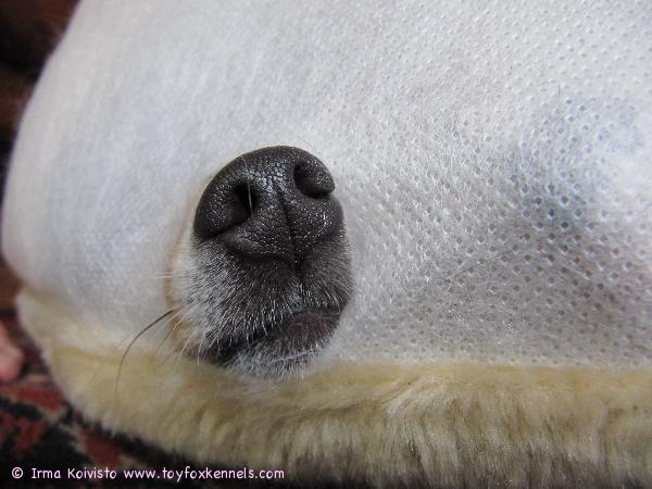 Salainen tarkkailupaikka