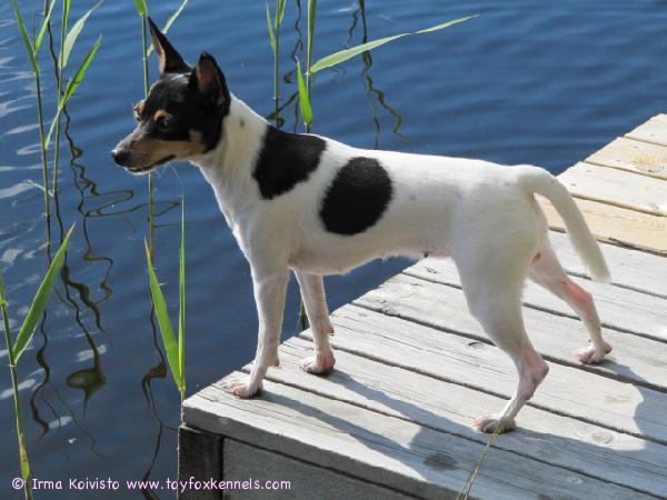 Uskaltaiskohan tuonne loikata?