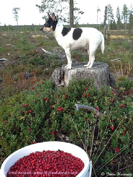 Lapin syksyisessä puolukkametsässä viihtyy 'PR' Dunkel's Silky Safran aka Kerttu.