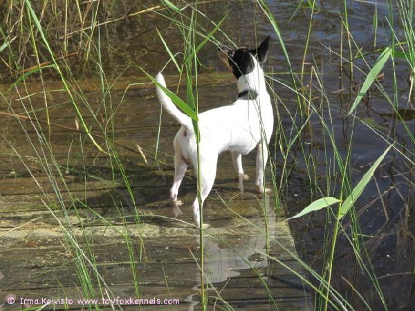 Vesi on niin lämmintä juhannuksena 2010