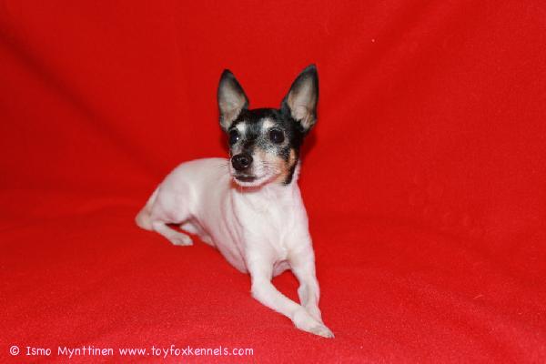 Joulunpunaiset terveiset Hessulta!

Iloa Jouluun ja Onnellista Vuotta 2010!

toivottavat Hessu & kotiväki Marjo, Ismo, Suvi ja Eero