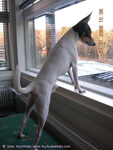 Hessu vahtii pihapiirin tapahtumia