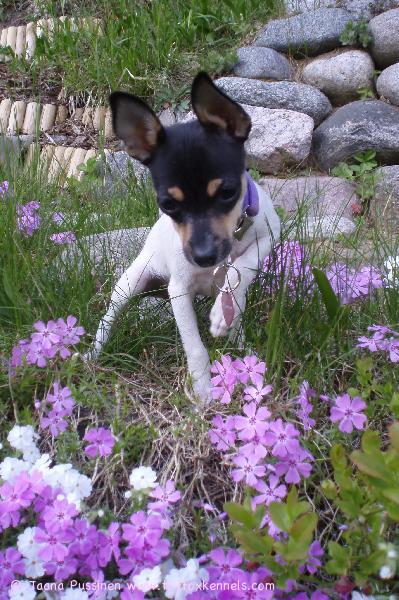 'PR' Dunkel's Royal Inky aka Siru kesäkukkien seassa.