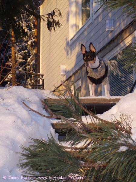 Tarkkailua pakkasessa