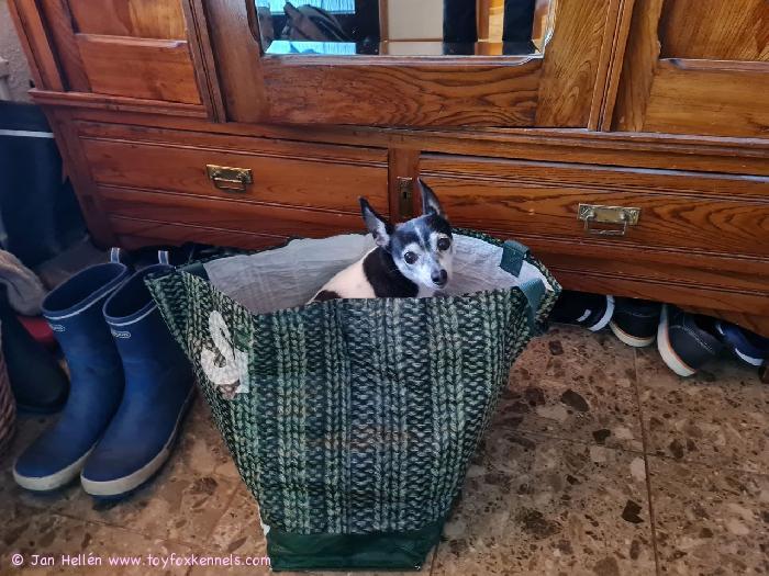 Ihana Boo Boo täyttää pian 15 vuotta! Alunperin Yhdysvalloista kotoisin oleva Boo Boo on legendaarisen Margo Carterin viimeisimpiä elossa olevia kasvatteja.