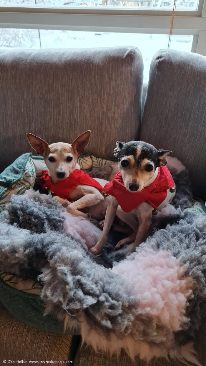 Hyvää joulua meiltä ja Poppylta ja Minnielta!