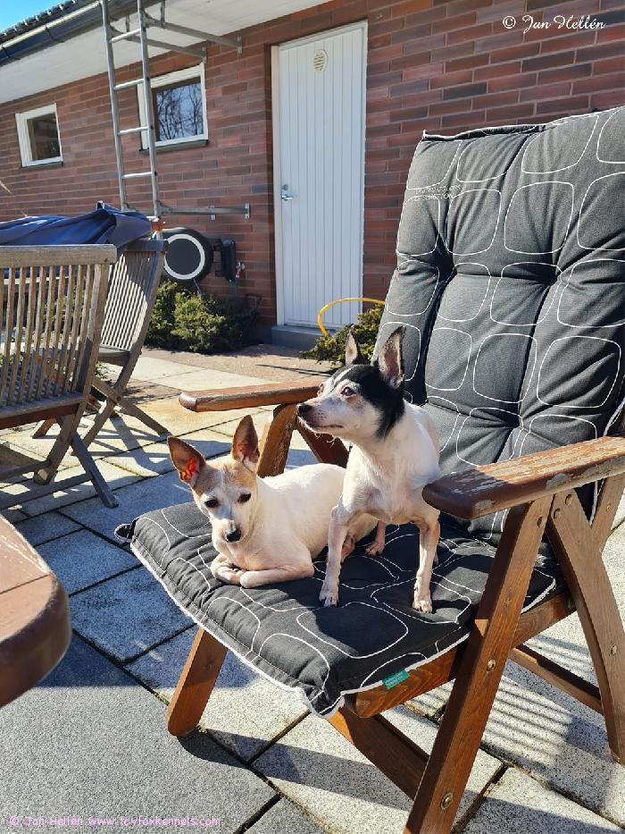 Kevätauringon palvojat, pitkäperjantain kaunokaiset ‘PR‘ Dunkel‘s Poppy May aka Poppy sekä täyssiskonsa ‘PR‘ Dunkel‘s Minnie Mouse aka Minnie. 
Reilu kuusivuotiaat eläkeläisneidit nauttivat täysin siemauksin pitkänperjantain pääsiäisauringosta.