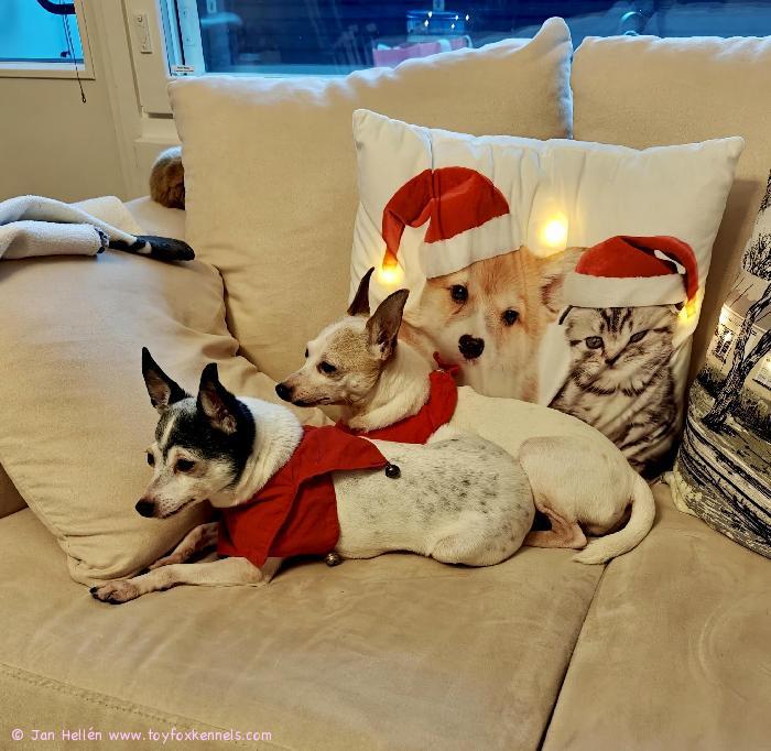 Hyvää joulua
toivottavat Minnie ja Poppy