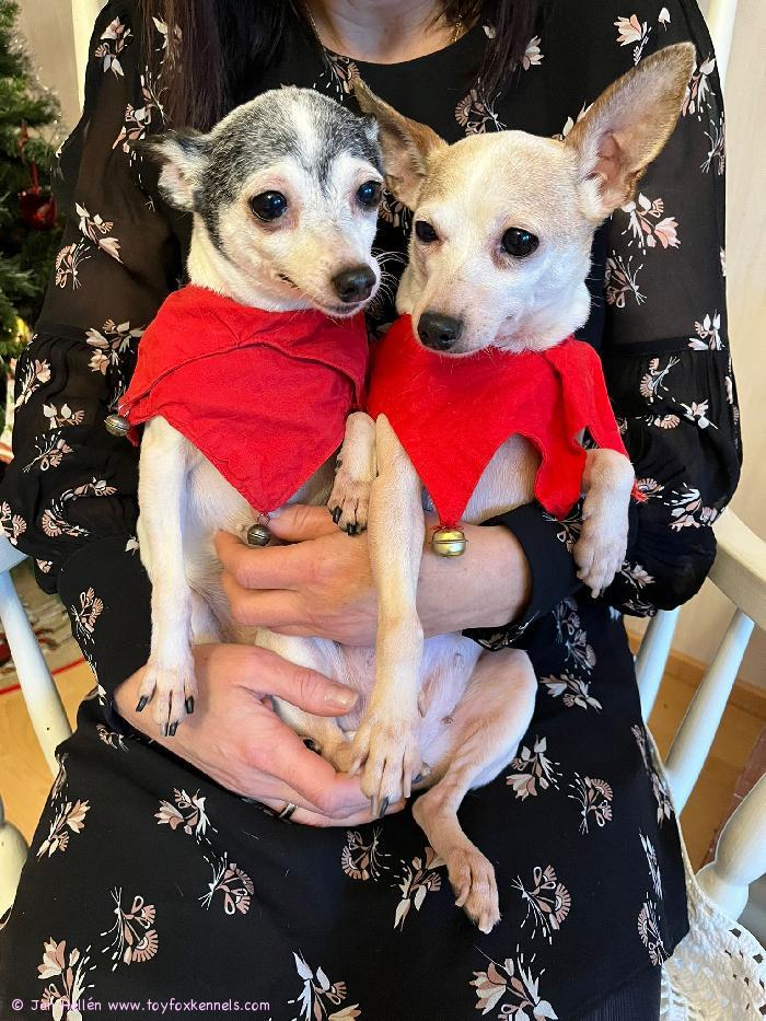 Hyvää joulua
toivottavat Minnie ja Poppy