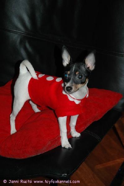 Hyvää joulua toivottaa Nuppu!