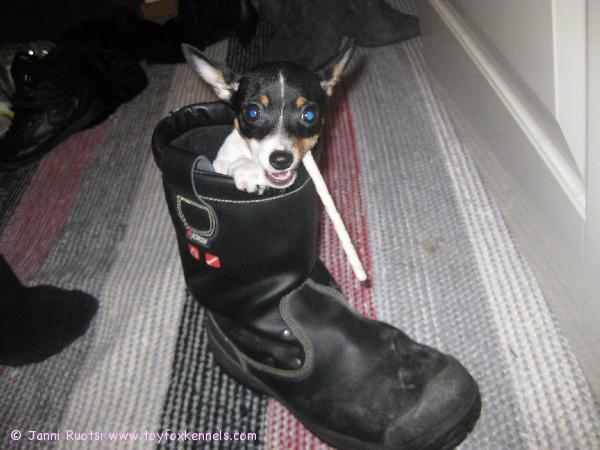 Nuppu suurissa saappaissa