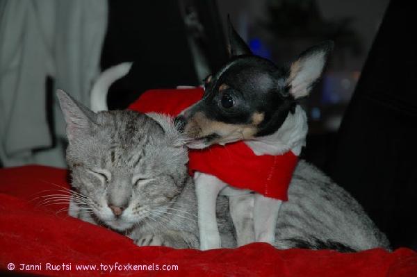 kaverukset joulutunnelmissa:)