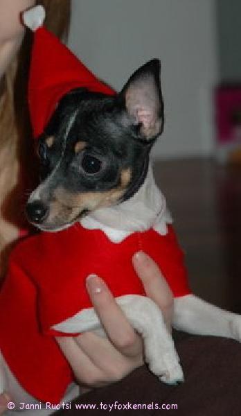 Nuppu tonttupuvussa :)