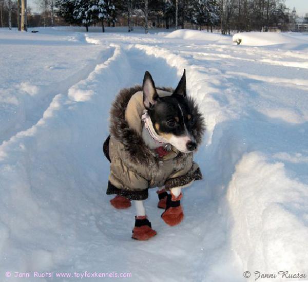 'PR' Dunkel's Southern Belle aka Nuppu uusissa talvitamineissaan. Kyllä näillä vermeillä pärjää vaikka olisi miten paukkupakkaset!