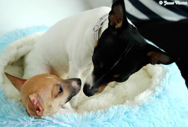 Amerikankääpiöterrierit 'PR' Dunkel's Southern Belle aka Nuppu sekä 'PR' Dunkel's Keanu aka Hippu.