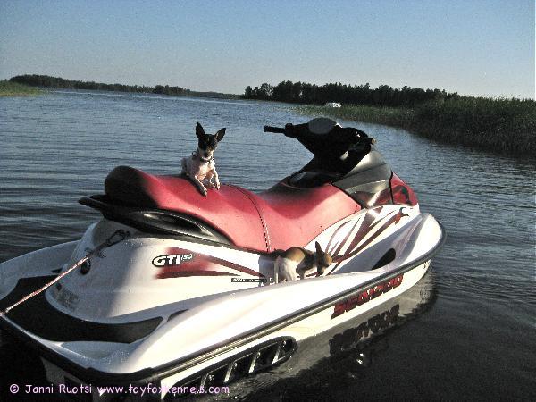 jetti kiinnosti koiria kovasti:)