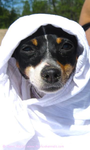 Nuppu suojautuu helteeltä:)