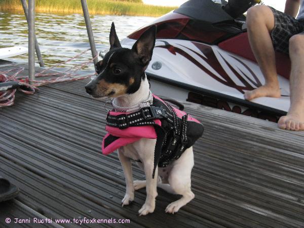 Nuppu ja hienot liivit:)