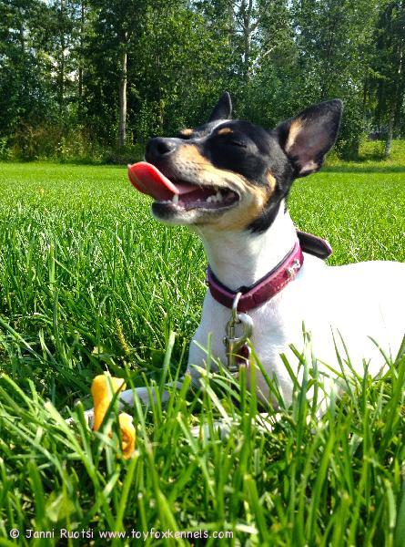 Nuppu nauttii kesästä! :p