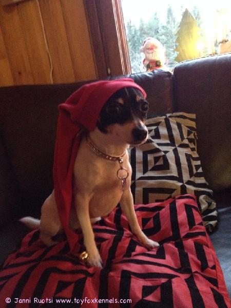 Nuppu toivottaa rauhallista Joulua kaikille!