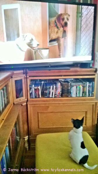 'PR' Dunkel's Donna Bella aka Donna katselee mielellään televisiosta suosikkiohjelmaansa, Koirakuiskaajaa.