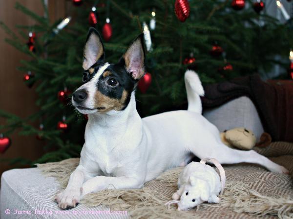 Pepe jouluisissa tunnelmissa