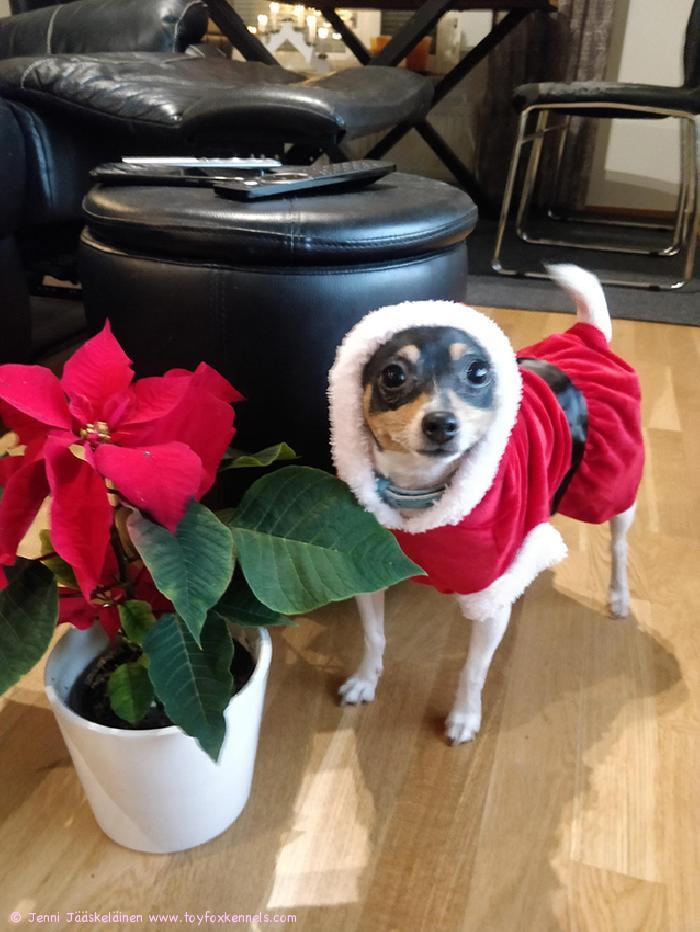 Hyvää joulua ja onnellista uutta vuotta ja Omelia lähettää erityisesti terveisiä vanhemmilleen Cookielle ja Spendorille!