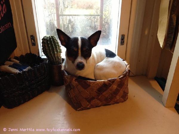 Koiramme Poju luulee olevansa kissa :)