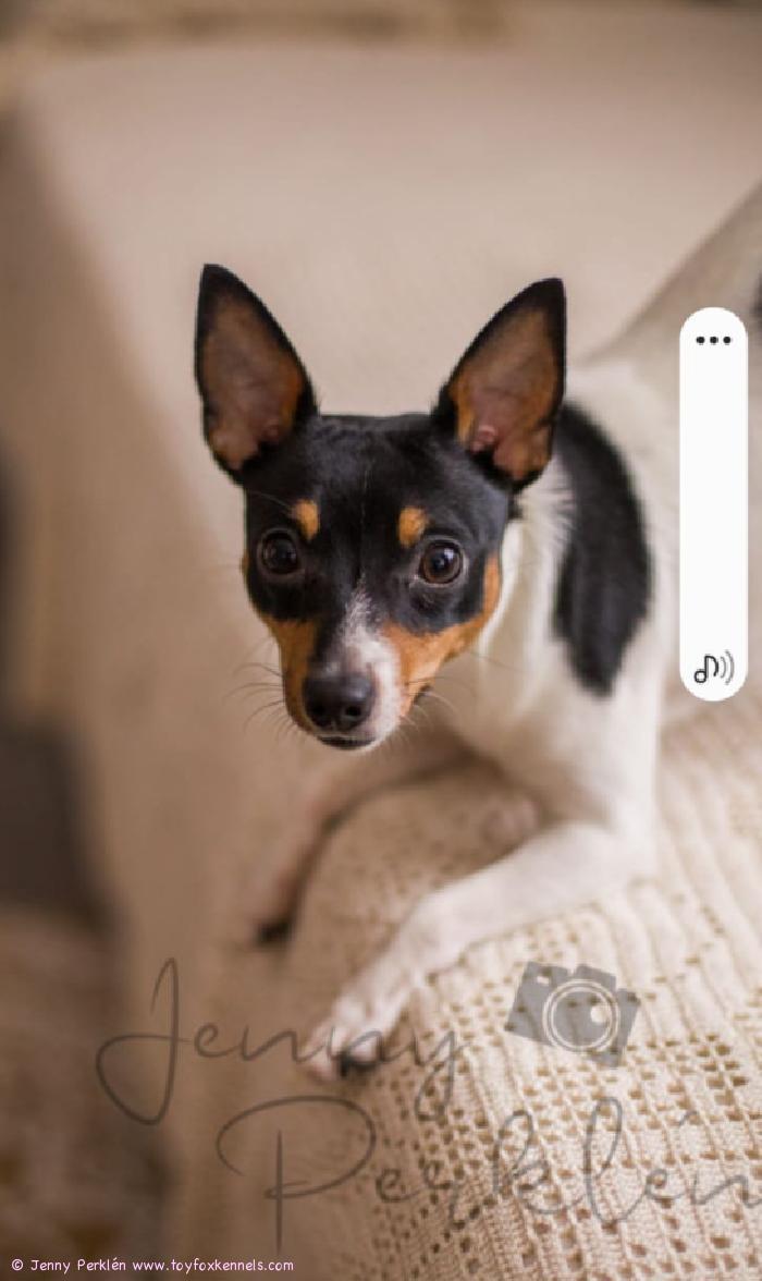 Studiokuvissa komea ‘PR‘ Baba‘s Barbar aka Pepsi.