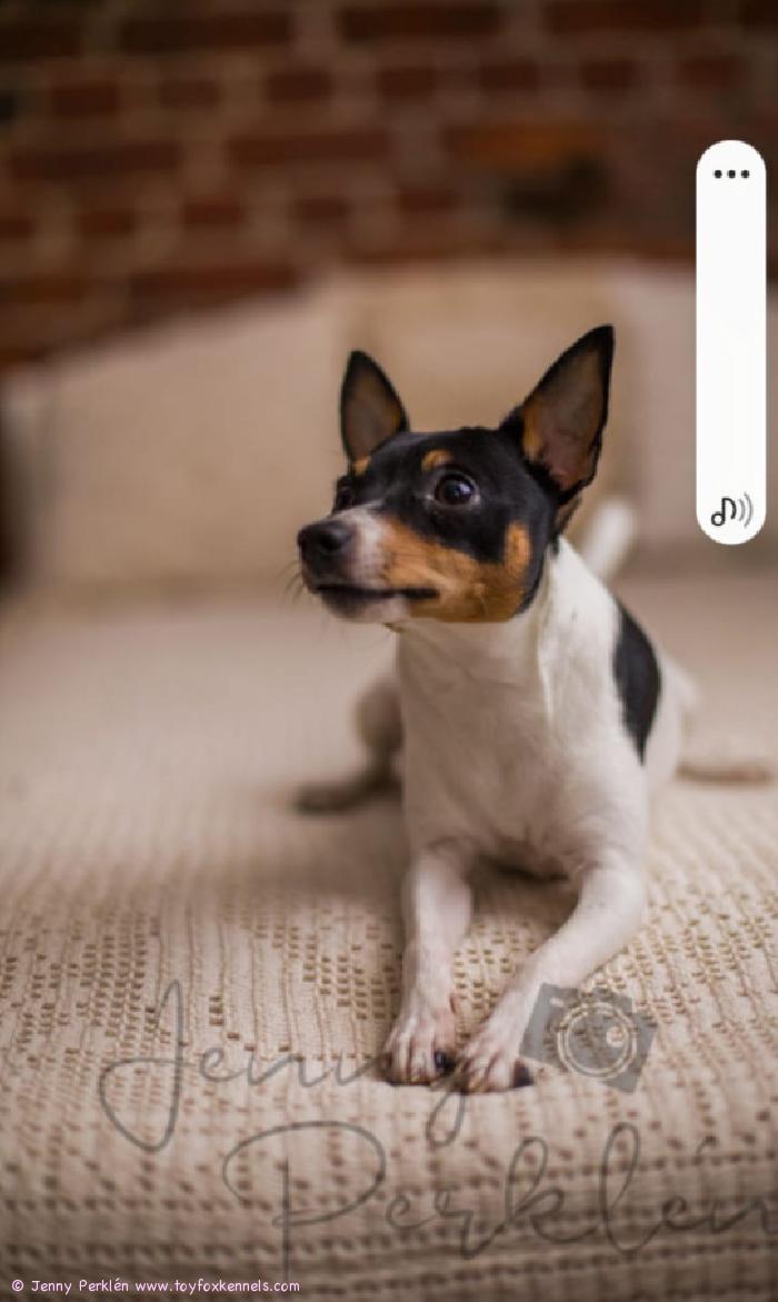 Studiokuvissa komea ‘PR‘ Baba‘s Barbar aka Pepsi.