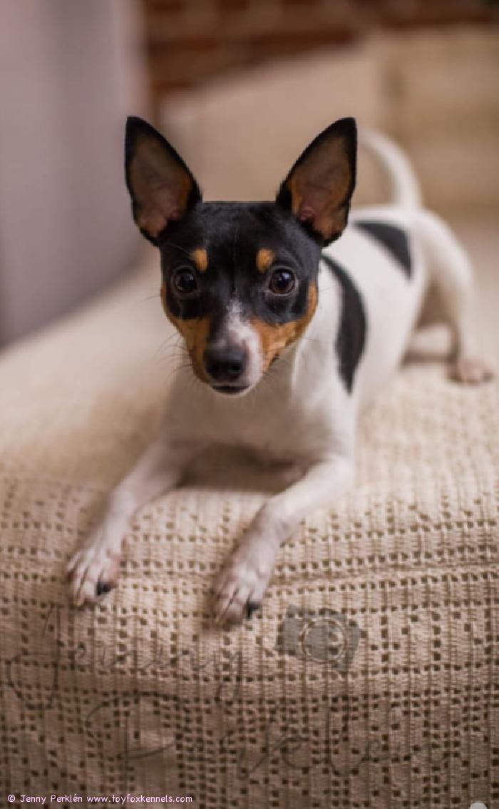 Studiokuvissa komea ‘PR‘ Baba‘s Barbar aka Pepsi.