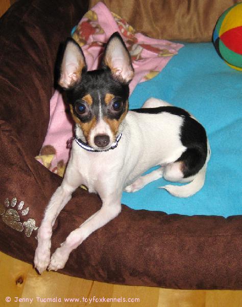 'PR' Dunkel's Boom Boom aka Alli