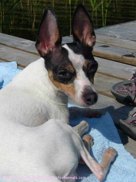 Blanco ottaa aurinkoa ja nauttii helteestä.