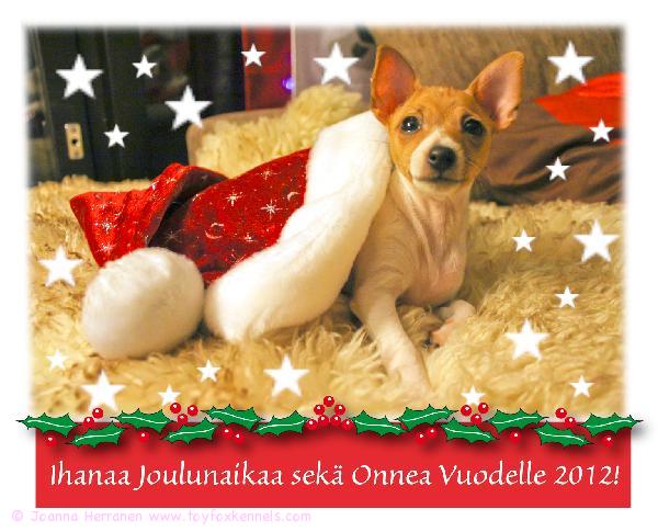 Kismet kotiväkineen toivottaa kaikille Rauhallista Joulua!