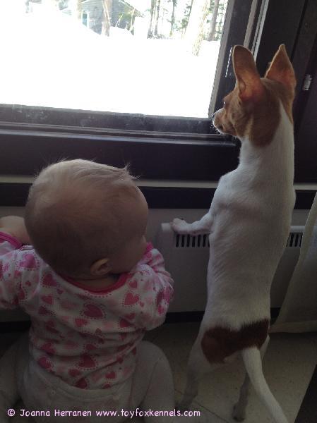 Kaverukset Tilda ja Kismet vahtipaikallaan lintulaudan tapahtumia seuraamassa. ♥ ♥